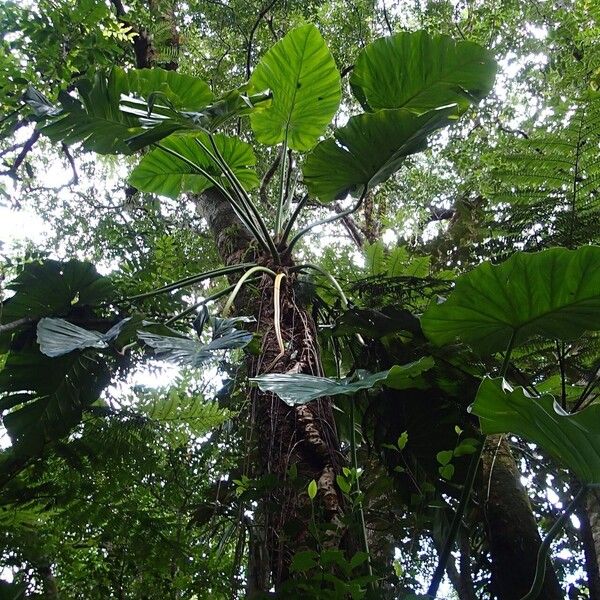 Philodendron sagittifolium Celota