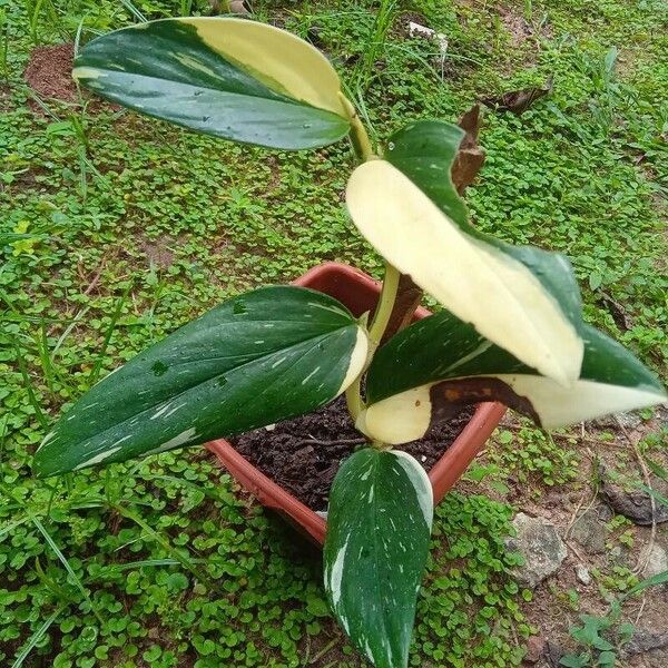 Costus arabicus Frunză