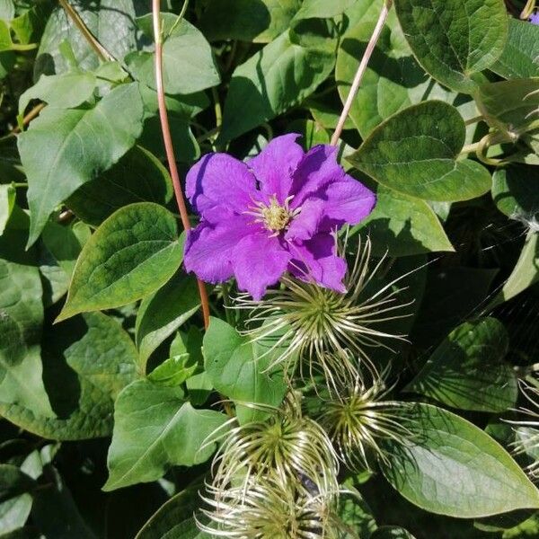 Clematis patens Λουλούδι