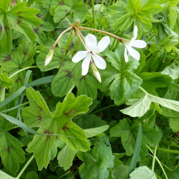 Pelargonium quinquelobatum ᱮᱴᱟᱜ