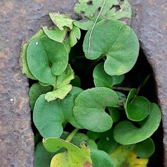 Dichondra micrantha List