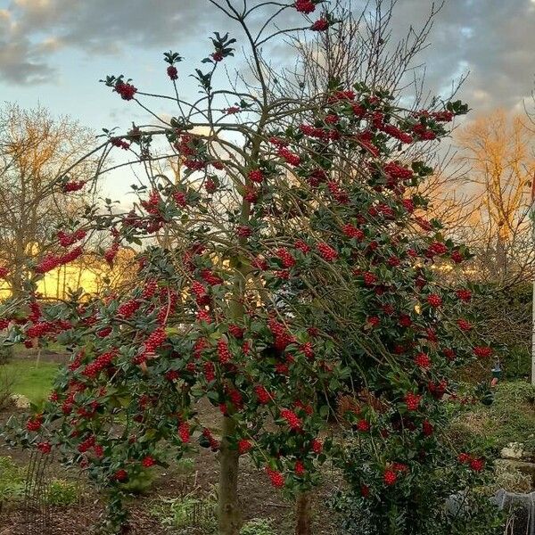 Ilex aquifolium عادت