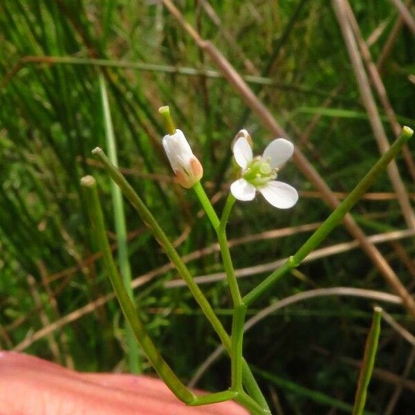 Cardamine flexuosa Blüte