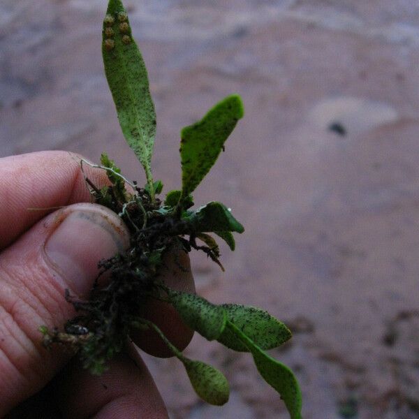 Pleopeltis macrocarpa Alkat (teljes növény)