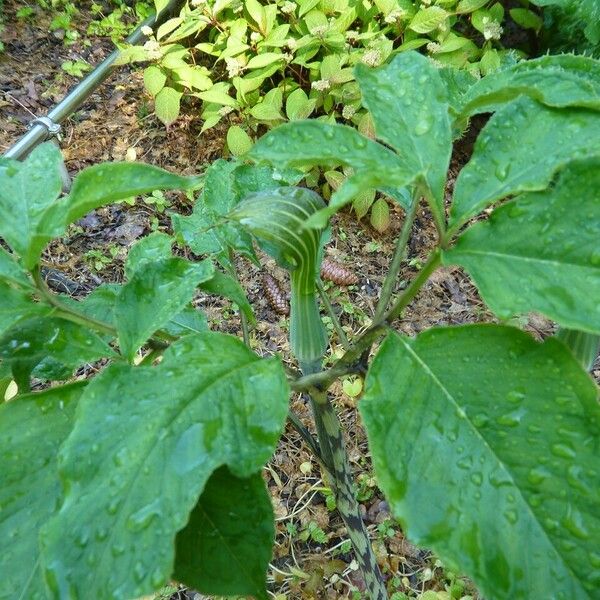 Arisaema triphyllum موطن