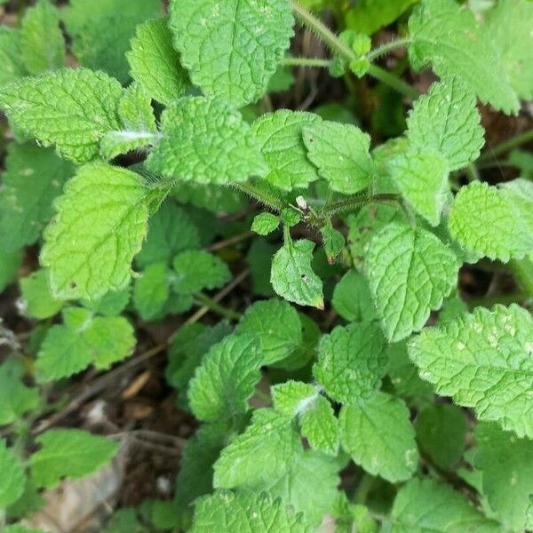 Melissa officinalis Blad