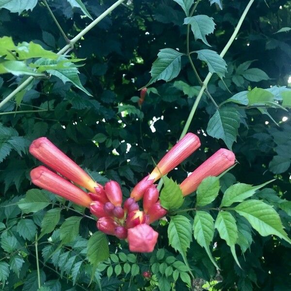 Campsis radicans Flor