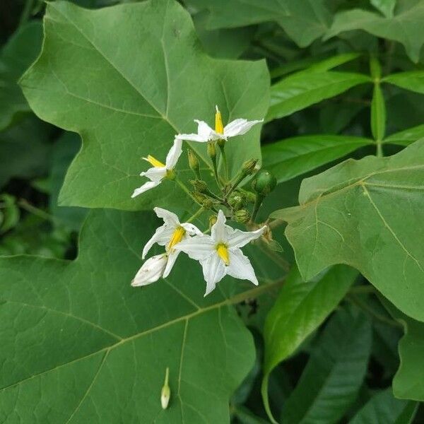 Solanum violaceum Květ