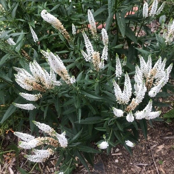 Veronica longifolia Flower