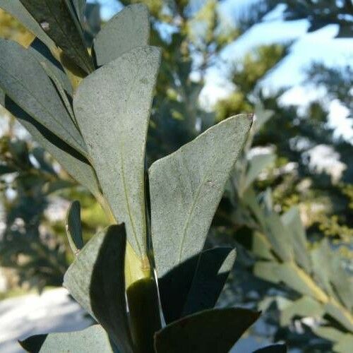 Acacia cultriformis Leaf