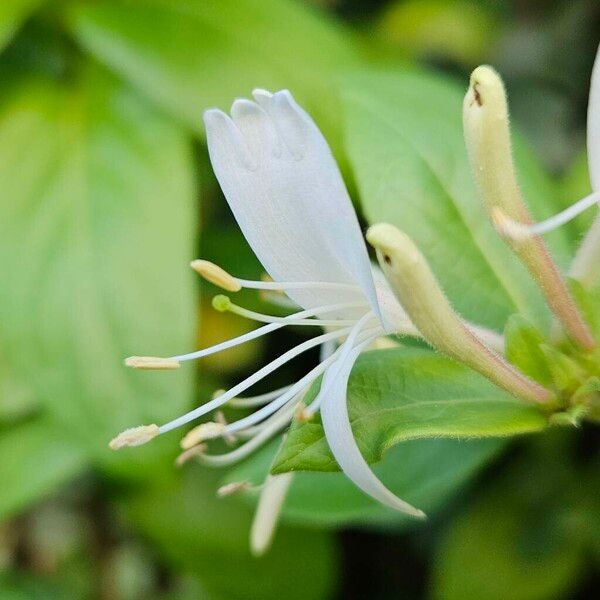 Lonicera japonica Çiçek