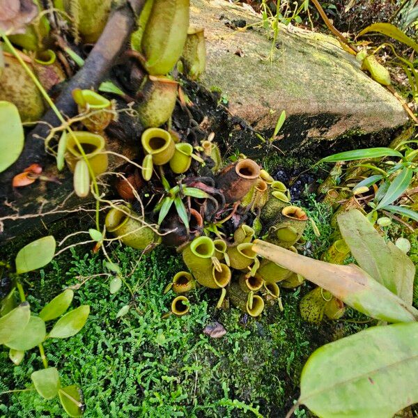 Nepenthes ampullaria Leaf