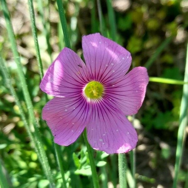 Oxalis hispidula Flower