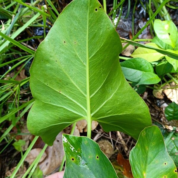 Montrichardia arborescens Ліст