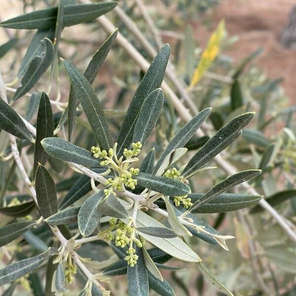 Olea europaea Lehti