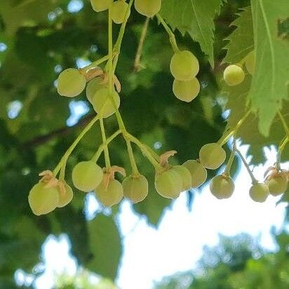 Tilia platyphyllos Frukt