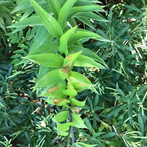 Lilium lancifolium Leaf