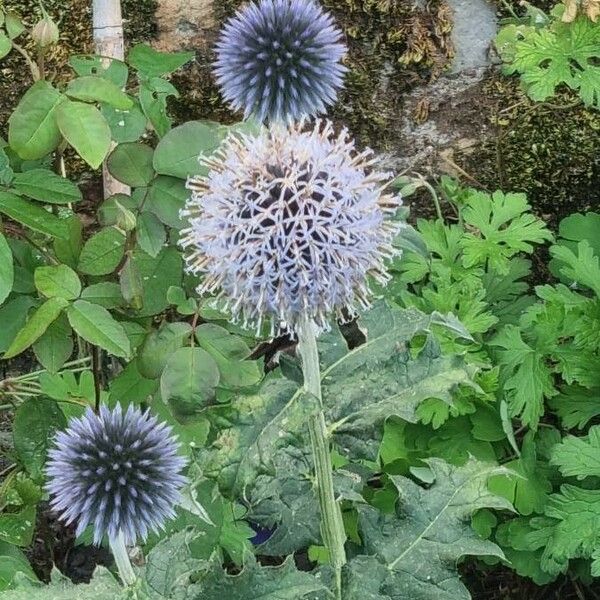 Echinops exaltatus Fiore