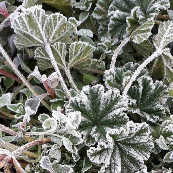 Malva sylvestris Листок