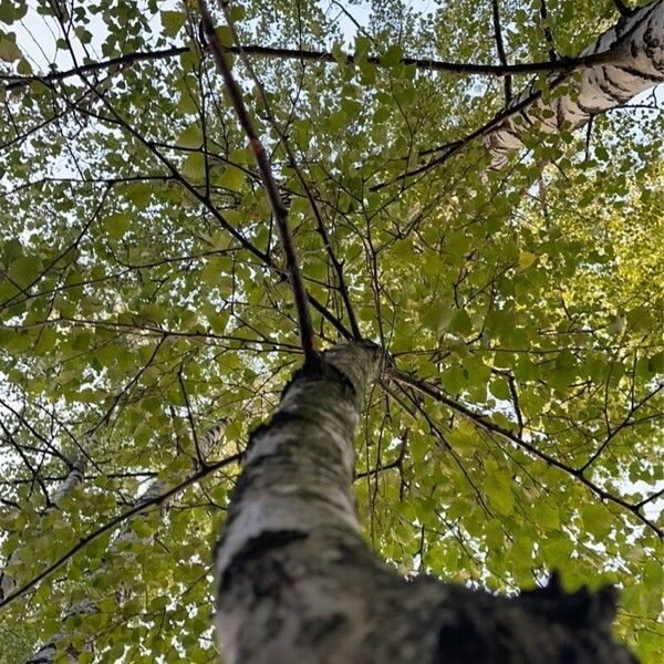 Populus tremula 整株植物