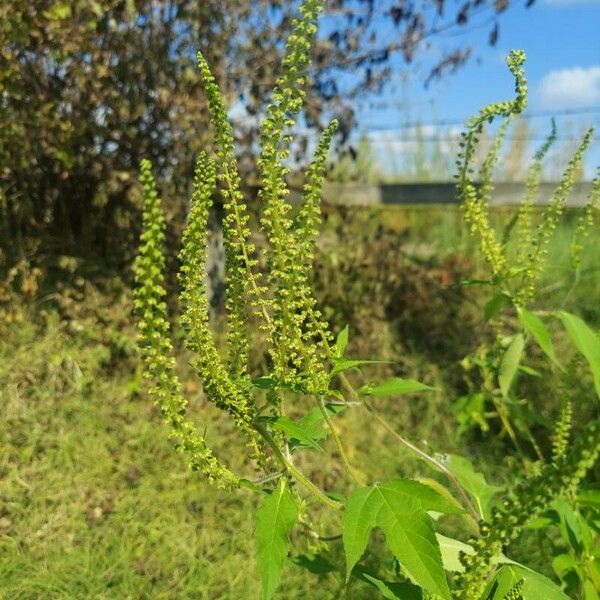 Ambrosia trifida Çiçek