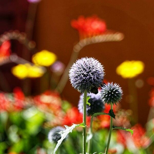 Echinops sphaerocephalus Kvet