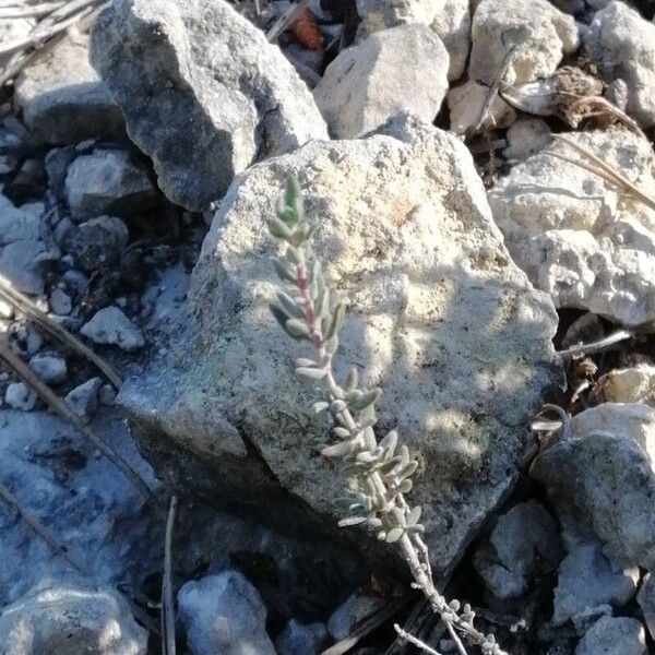 Thymus vulgaris Ліст