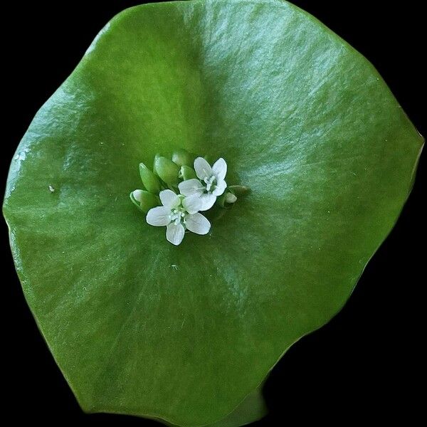 Claytonia perfoliata Kukka