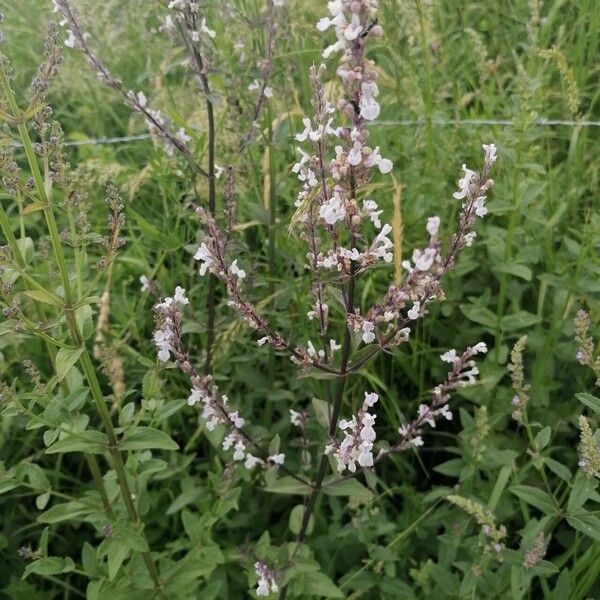 Nepeta nuda 花