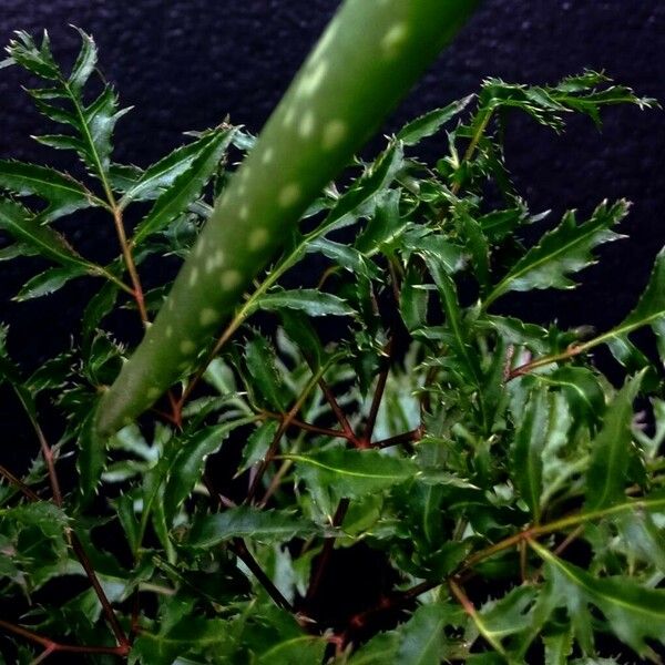 Polyscias fruticosa 叶
