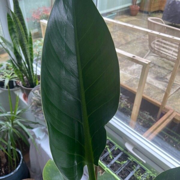 Philodendron melinonii Blatt