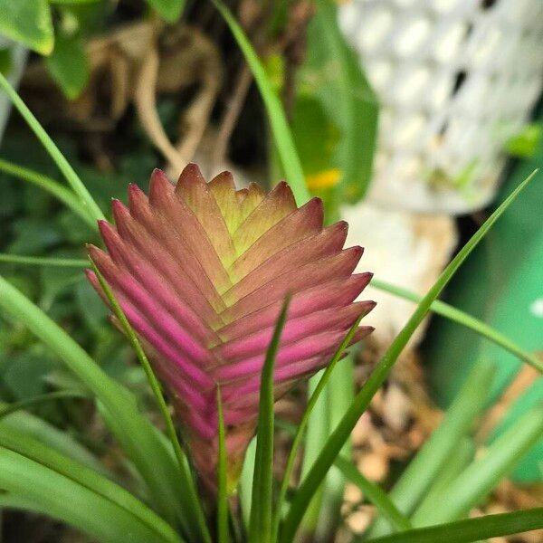 Tillandsia guatemalensis Leaf