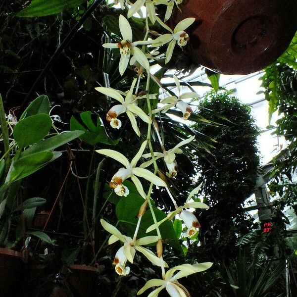 Coelogyne tomentosa Flower