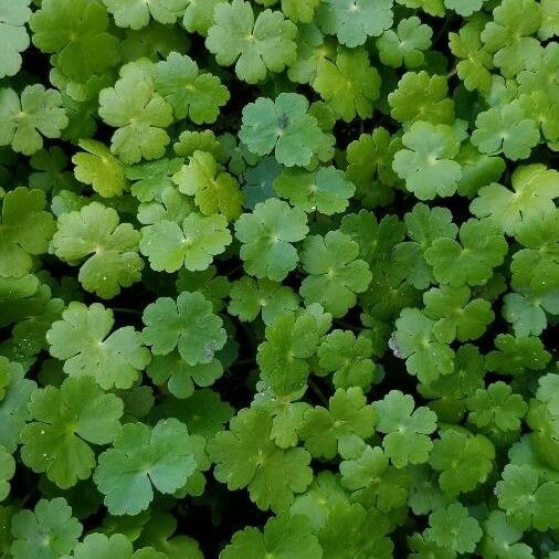 Hydrocotyle ranunculoides Yaprak