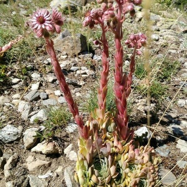 Sempervivum tectorum Žiedas