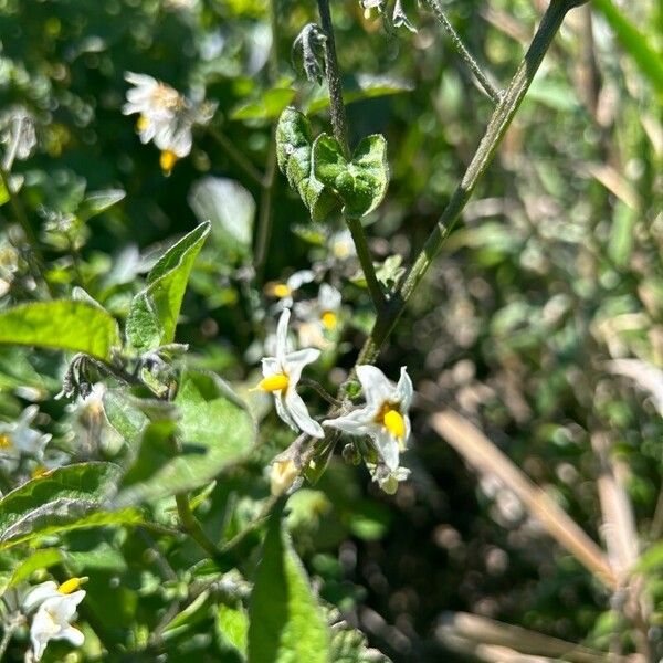 Solanum douglasii 花