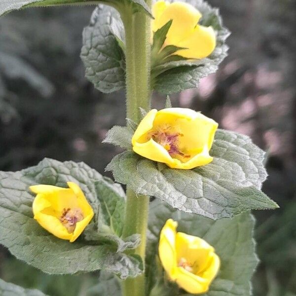 Verbascum virgatum Flower