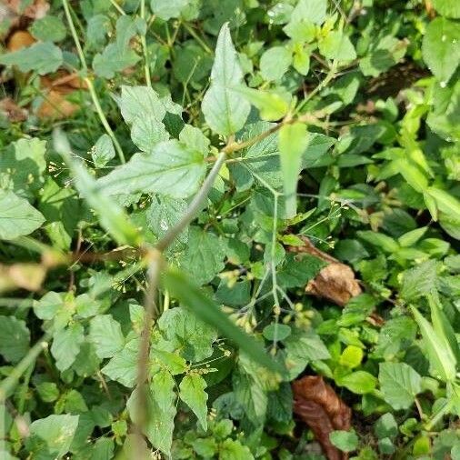 Boerhavia erecta Blatt