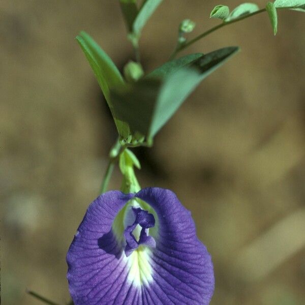 Clitoria ternatea Blomst