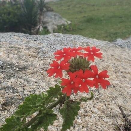 Glandularia peruviana Flower