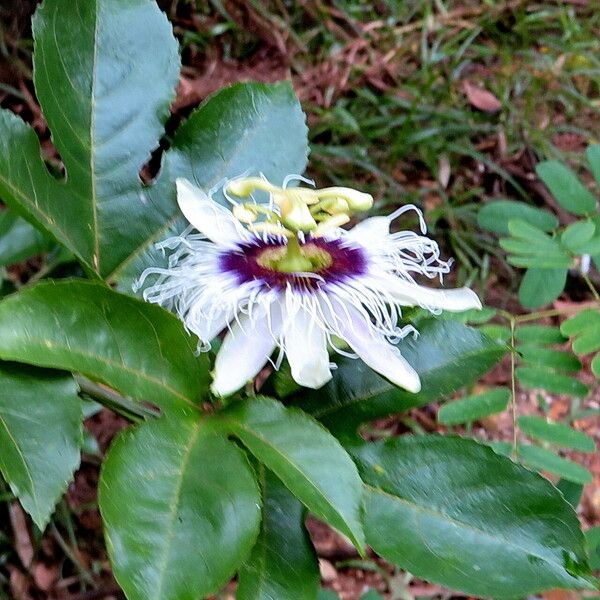 Passiflora edulis फूल