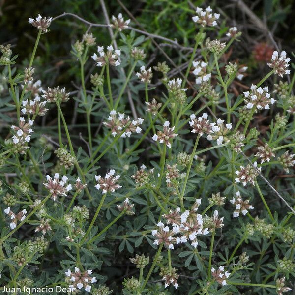 Dorycnium pentaphyllum Çiçek