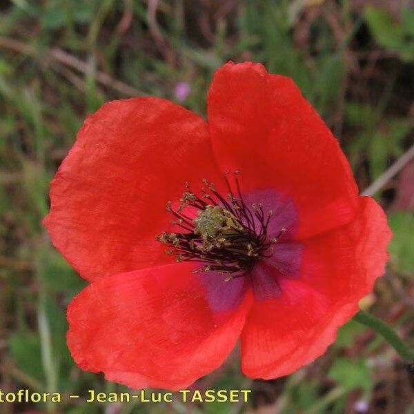 Papaver pinnatifidum Žiedas