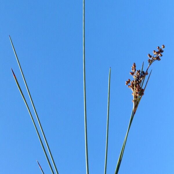 Juncus compressus Celota