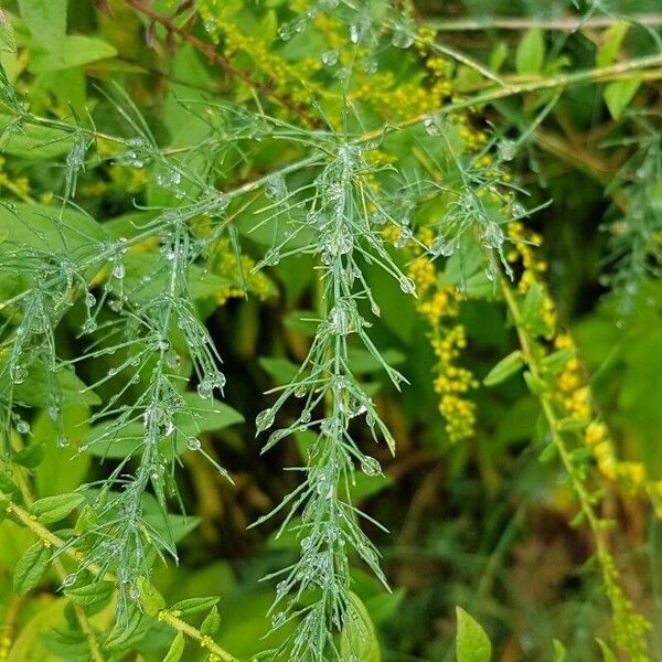 Asparagus officinalis Blad