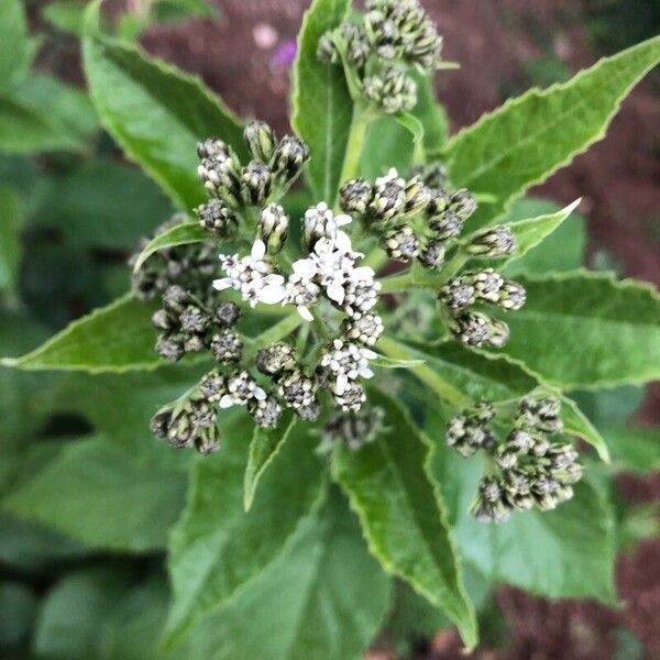 Verbesina virginica Flower