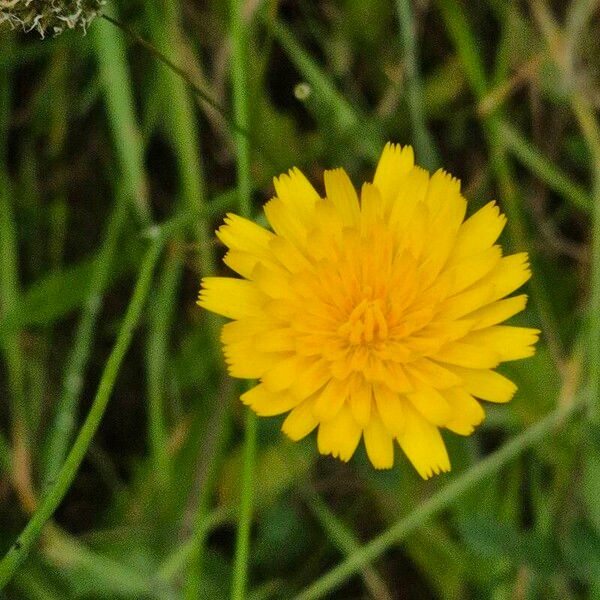 Scorzoneroides autumnalis Flower