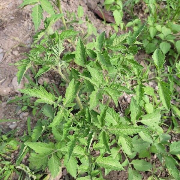 Solanum betaceum Folha