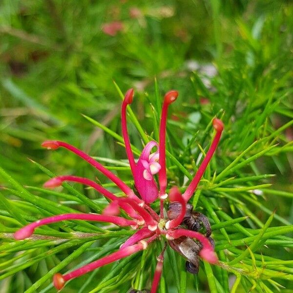 Grevillea juniperina Flower