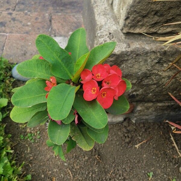 Euphorbia milii Fiore